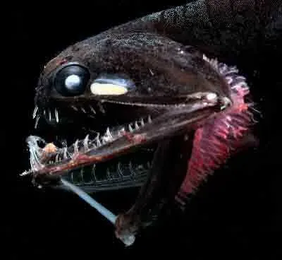 #9 - Seeing by Starlight: Animals That Detect Single Photons (By Edith Widder/HBOI, Public domain)