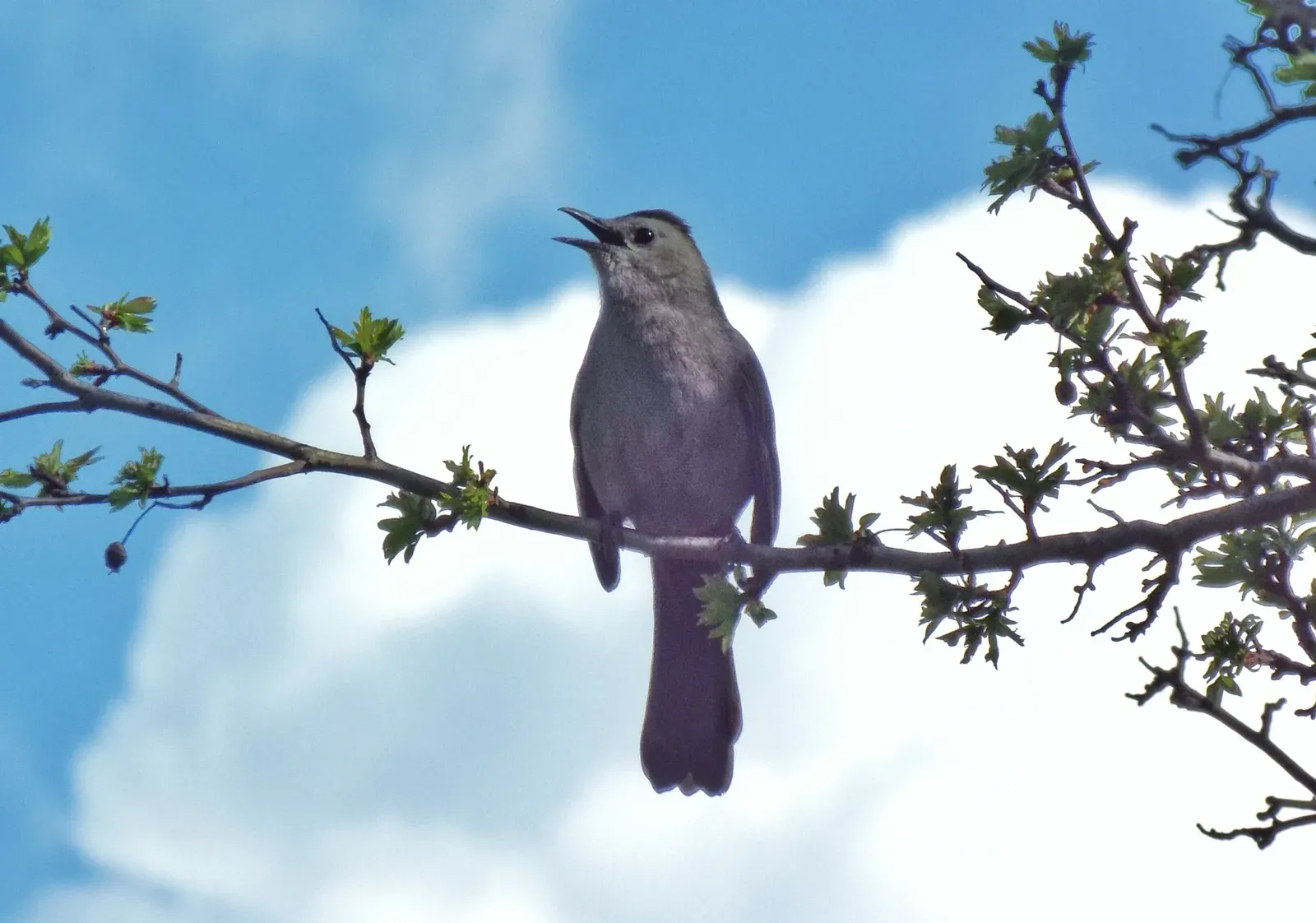Bird Songs, Dialects, and Cultural Learning (Image Credits: Wikimedia)