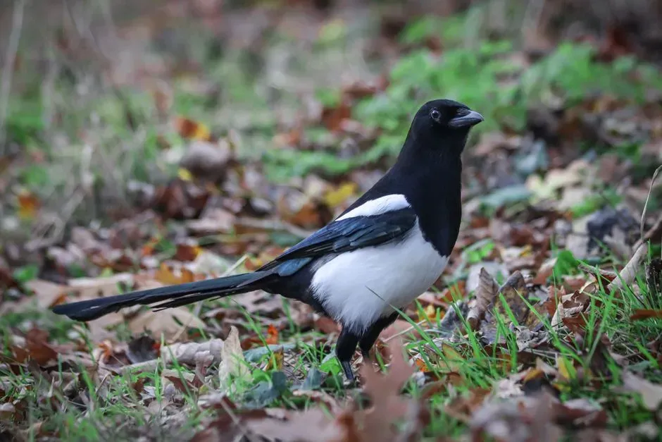 5. Eurasian Magpies: Tiny Brains, Big Surprise (Image Credits: Pexels)