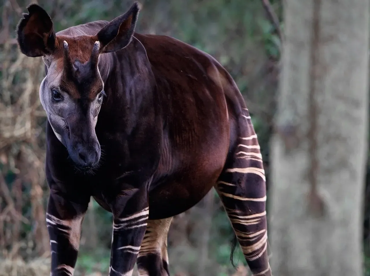 The Okapi Is the Giraffe's Only Living Relative (Image Credits: Pixabay)