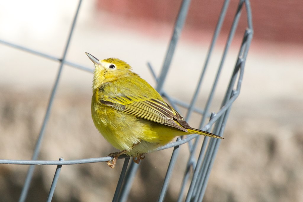 Malheur National Wildlife Refuge, Oregon (Image Credits: Flickr)
