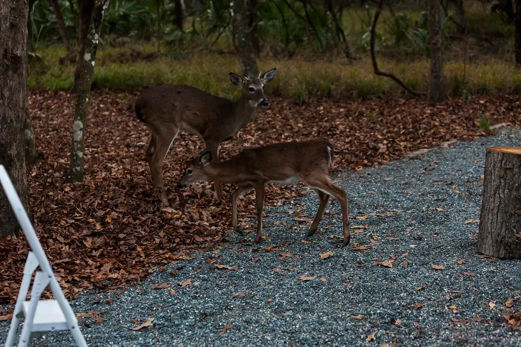 9. Losing Fear of Humans (Just Enough to Benefit) (Rob Bixby, Flickr, CC BY 2.0)