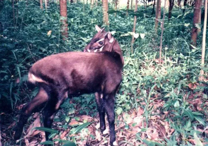 Where the Saola Lives: Misty Mountains Few People Ever See (Transferred from vi.wikipedia to Commons., CC BY-SA 3.0)