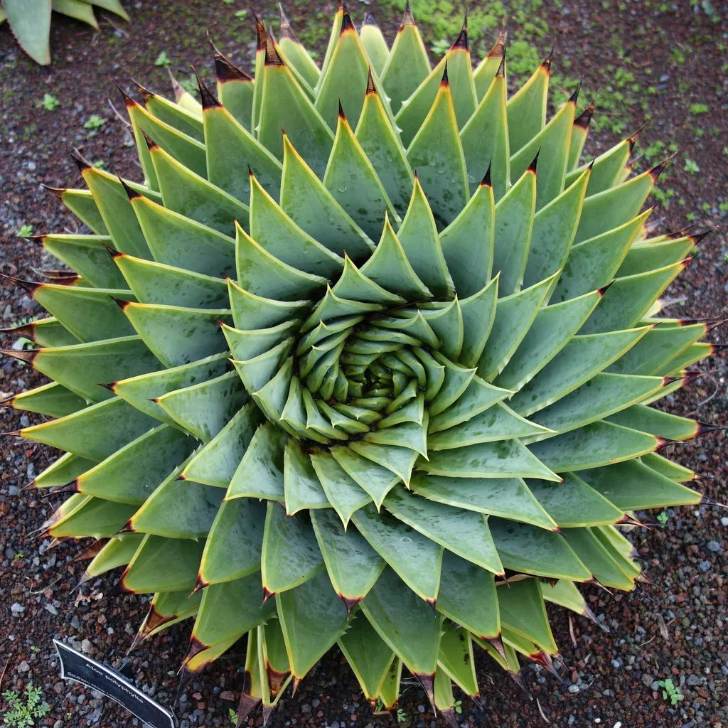 5. Spiral Phyllotaxis in Leaves, Cacti, and Marine Shells (Image Credits: Flickr)