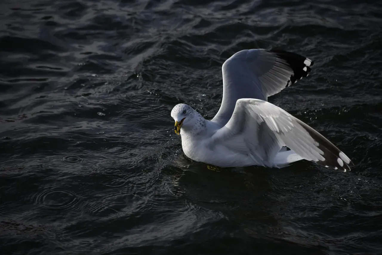 Sea Birds and Feathers: Targets That Do Not Fit the Textbook (Image Credits: Pixabay)