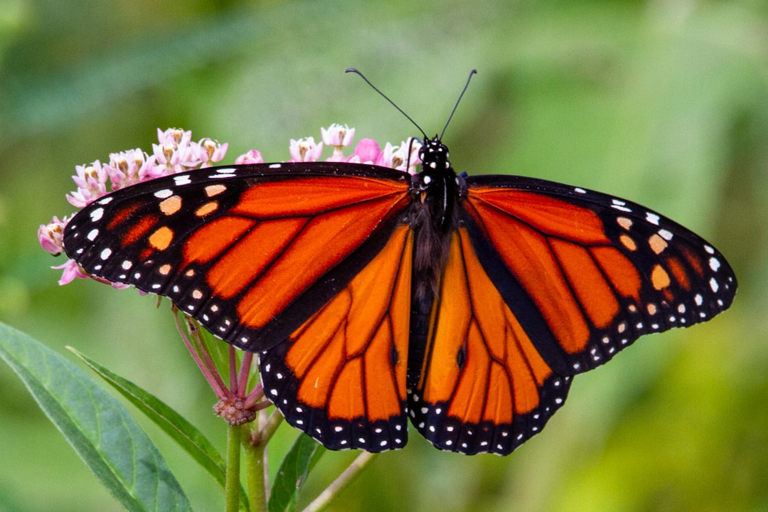 May - Monarch Butterfly (Image Credits: Unsplash)