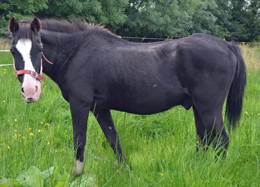 The New Consensus: At Least Some Animals Are Conscious (conall.., Flickr, CC BY 2.0)