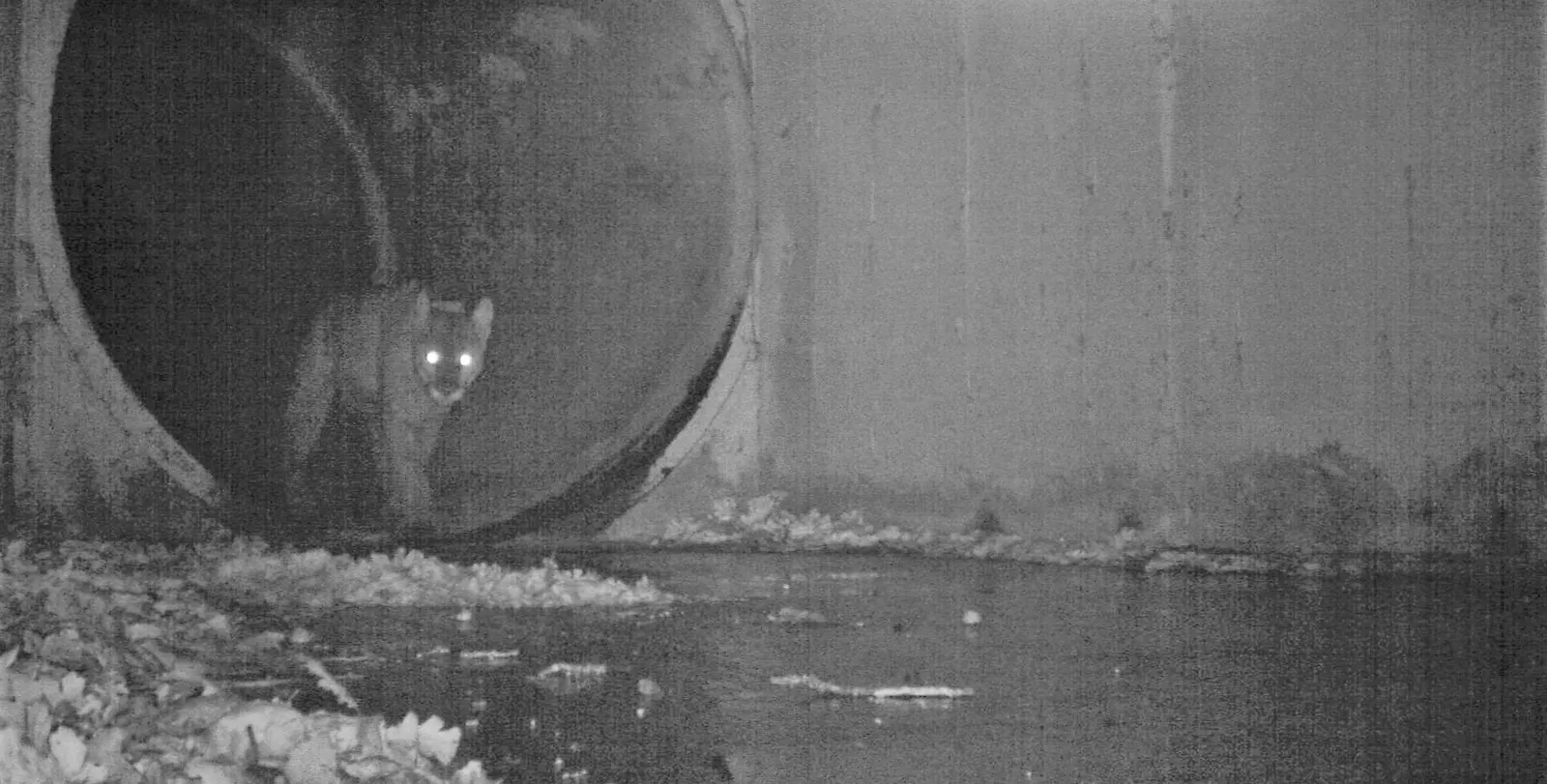 6. Allowing Climate and Fire Adaptation Through Range Shifts (P-64 crossing under freeway_Liberty Culvert, Public domain)
