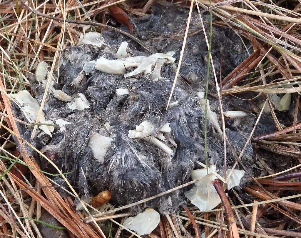 #6 - You Regularly Find Feathers, Scales, or “Mystery Remains” on the Lawn (Image Credits: Flickr)