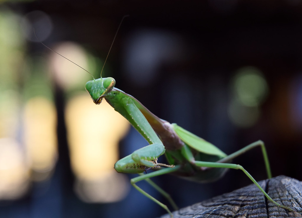 Capricorn: The Strategic Praying Mantis (Image Credits: Flickr)