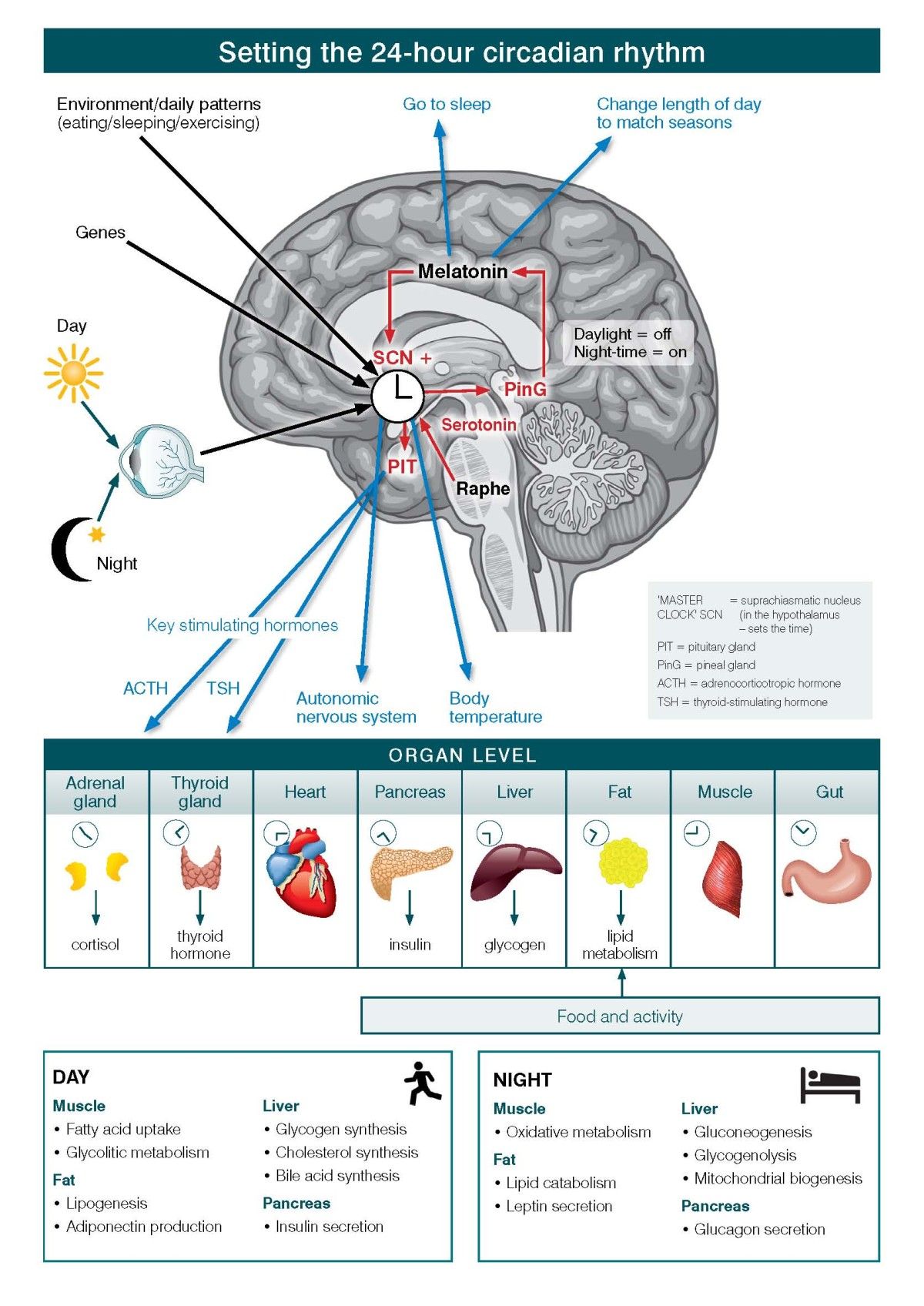 The Hidden Clues: Your body keeps time even in total darkness (Image Credits: Wikimedia)
