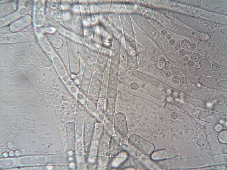 What This Discovery Means for Life on Other Worlds (Image Credits: Pexels)