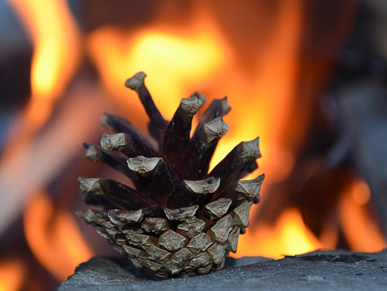 Serotinous Cones: Nature's Fire-Activated Treasure Chests (Image Credits: Pixabay)