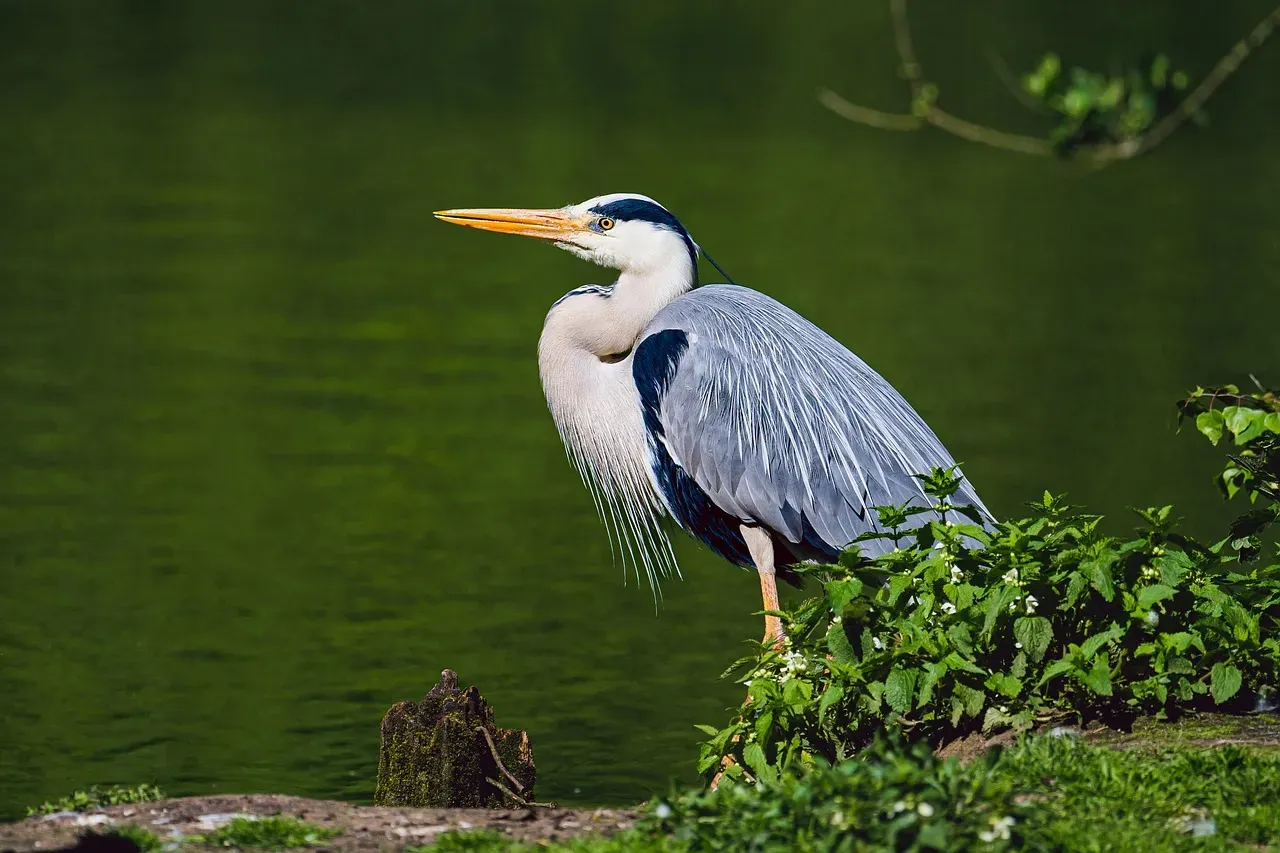 3. The Bill Is a Spear, Not Just a Beak (Image Credits: Pixabay)