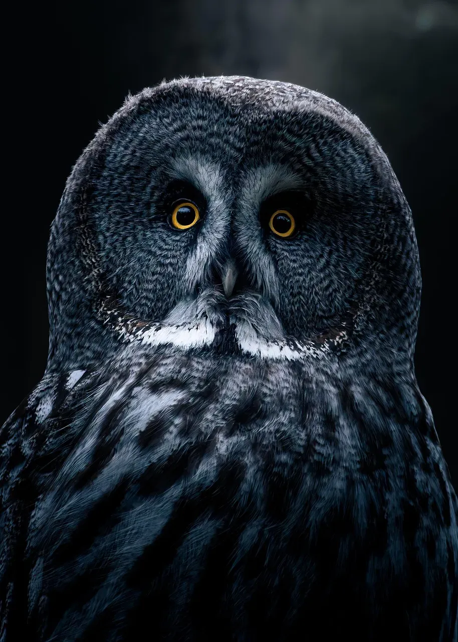 How to Respond: From Fear and Superstition to Curiosity and Care (Image Credits: Pixabay)