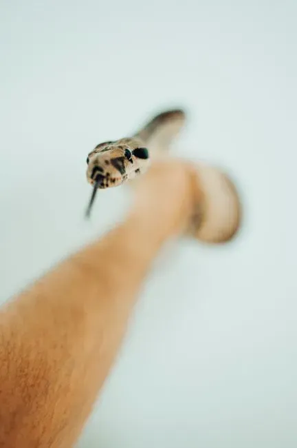 From Fear to Insight: How To Work With a Snake Bite Dream (Image Credits: Pexels)