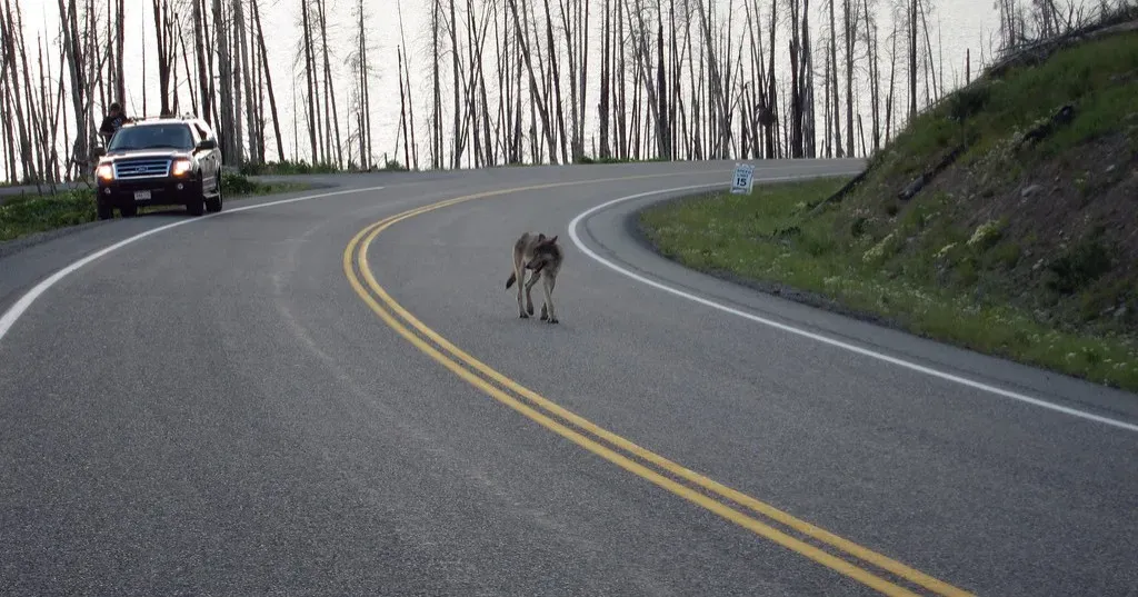 The Road as a Predator Highway: Speed, Energy, and Strategy (Image Credits: Flickr)