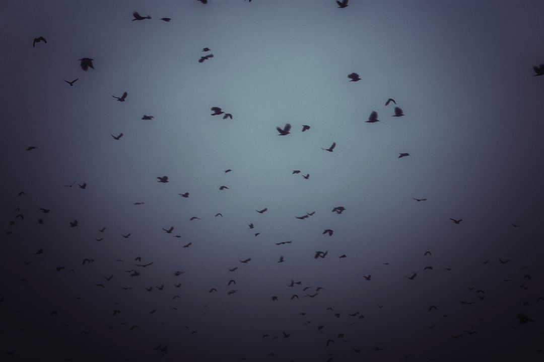Bats (Image Credits: Unsplash)