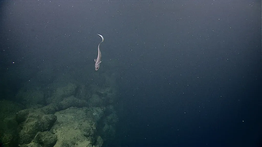 #7 - An Ocean Trench Chemical Spike Nobody Could Explain (NOAA Photo Library, Flickr, CC BY 2.0)