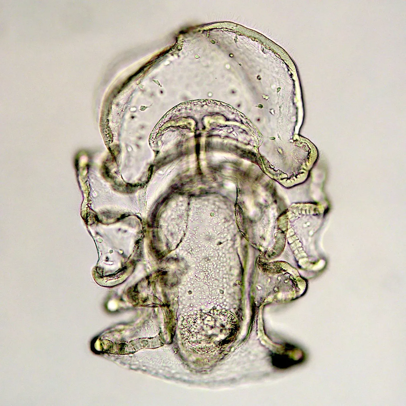 #9 A Marine Invertebrate Larva Locked in a One‑Figure Time Capsule (By Bruno C. Vellutini, CC BY-SA 3.0)