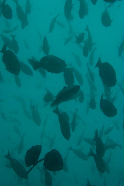 Water Whispers: Fish and Sharks Sense Pressure and Vibration Shifts (Image Credits: Wikimedia)