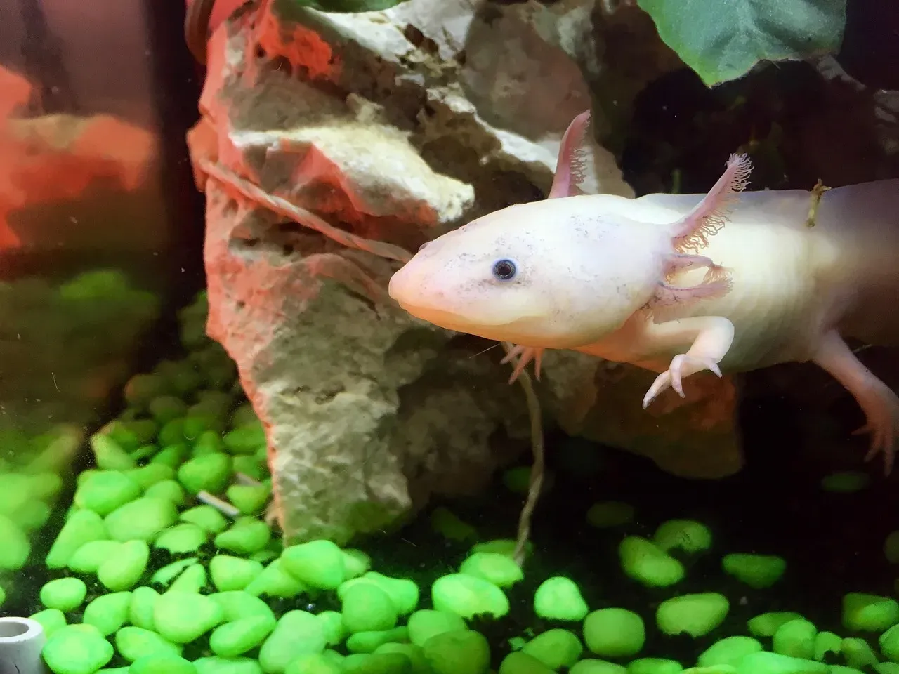 The Axolotl That Refuses to Grow Up (Image Credits: Pixabay)