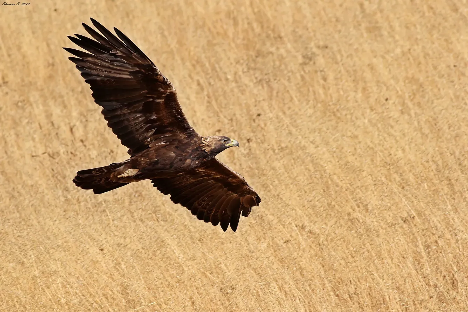 Golden Eagle: Power Hunter That Will Steal If It Pays Off (By Shravans14, CC BY-SA 4.0)