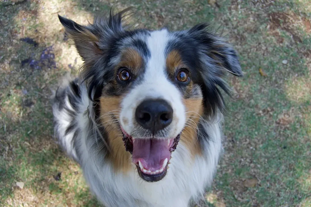 7. Australian Shepherd: The Intuitive Emotional Partner (Image Credits: Unsplash)