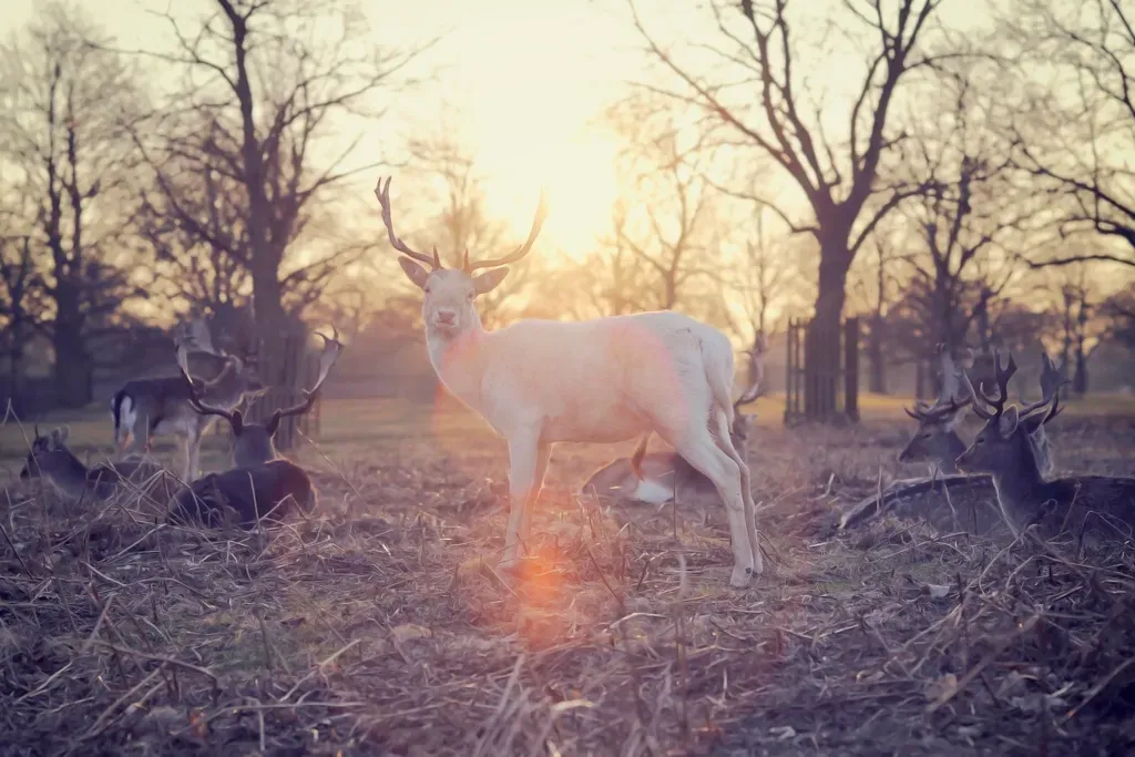 Conclusion: When the Stag Steps Out of the Trees (Image Credits: Rawpixel)