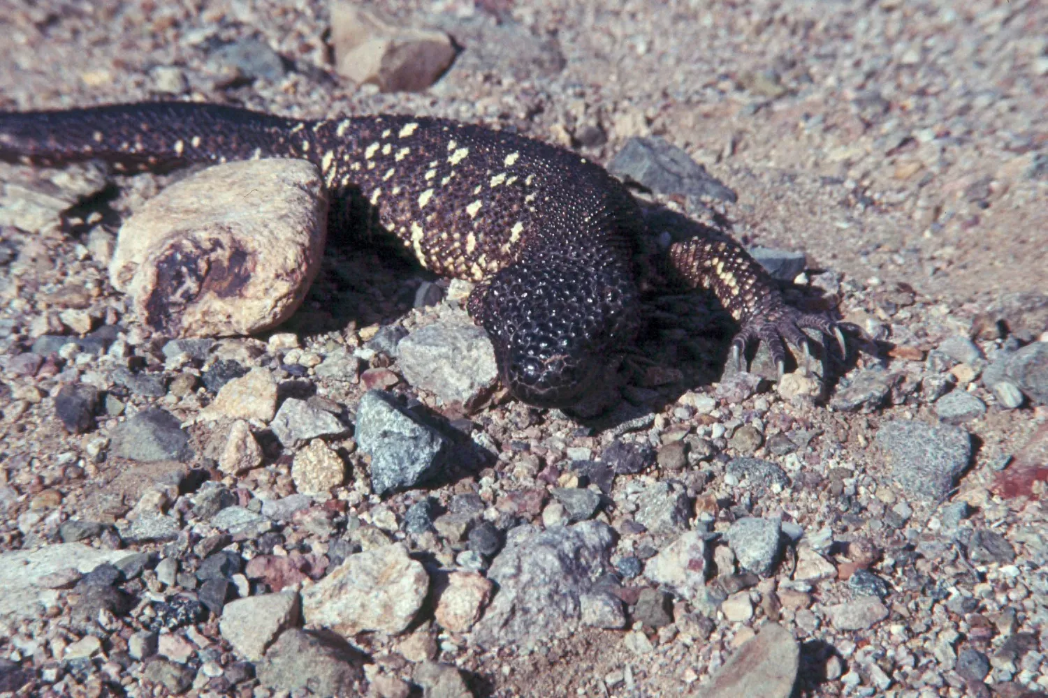 No Human Deaths Have Been Confirmed in Modern Times (Image Credits: Wikimedia)