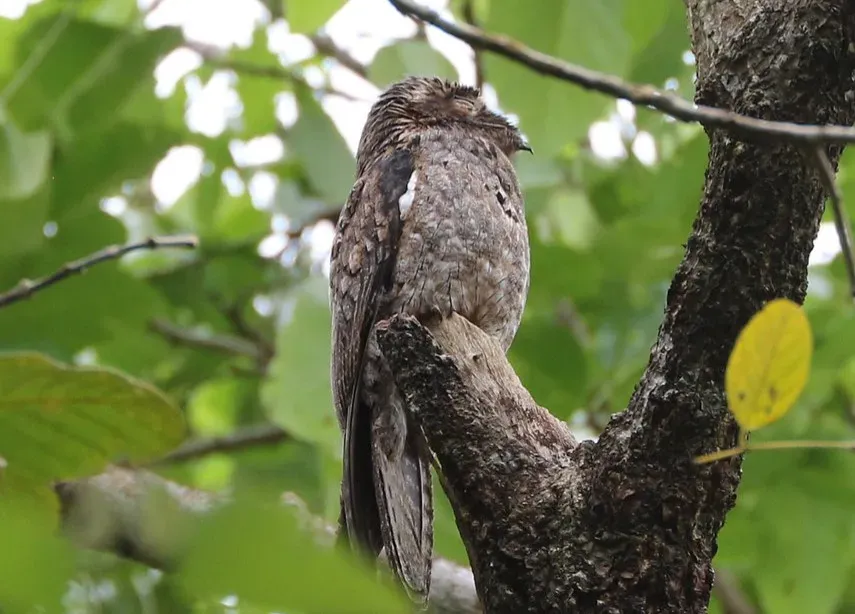 The Common Potoo: A “Broken Branch” That Blinks (Image Credits: Flickr)
