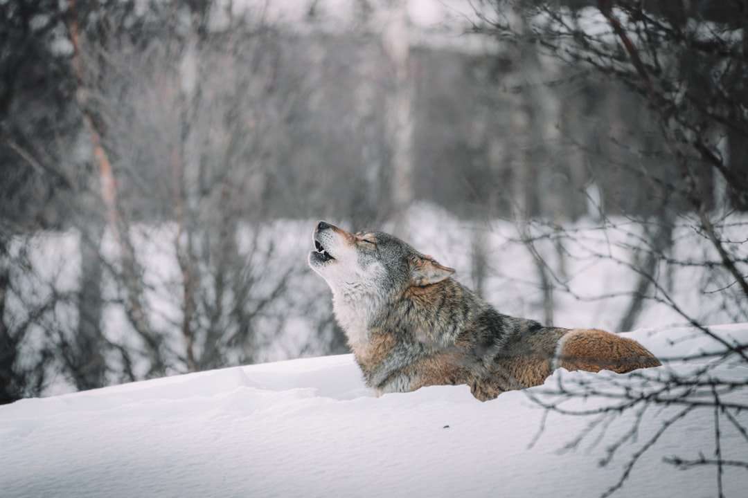 The Wild Wolf: Nature's Ultimate Freedom Seeker (Image Credits: Unsplash)