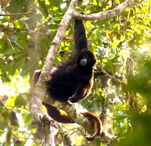 #3 - The Yellow-Tailed Woolly Monkey: Found Alive as Somebody's Pet (By Platyrrhinus, CC BY-SA 3.0)