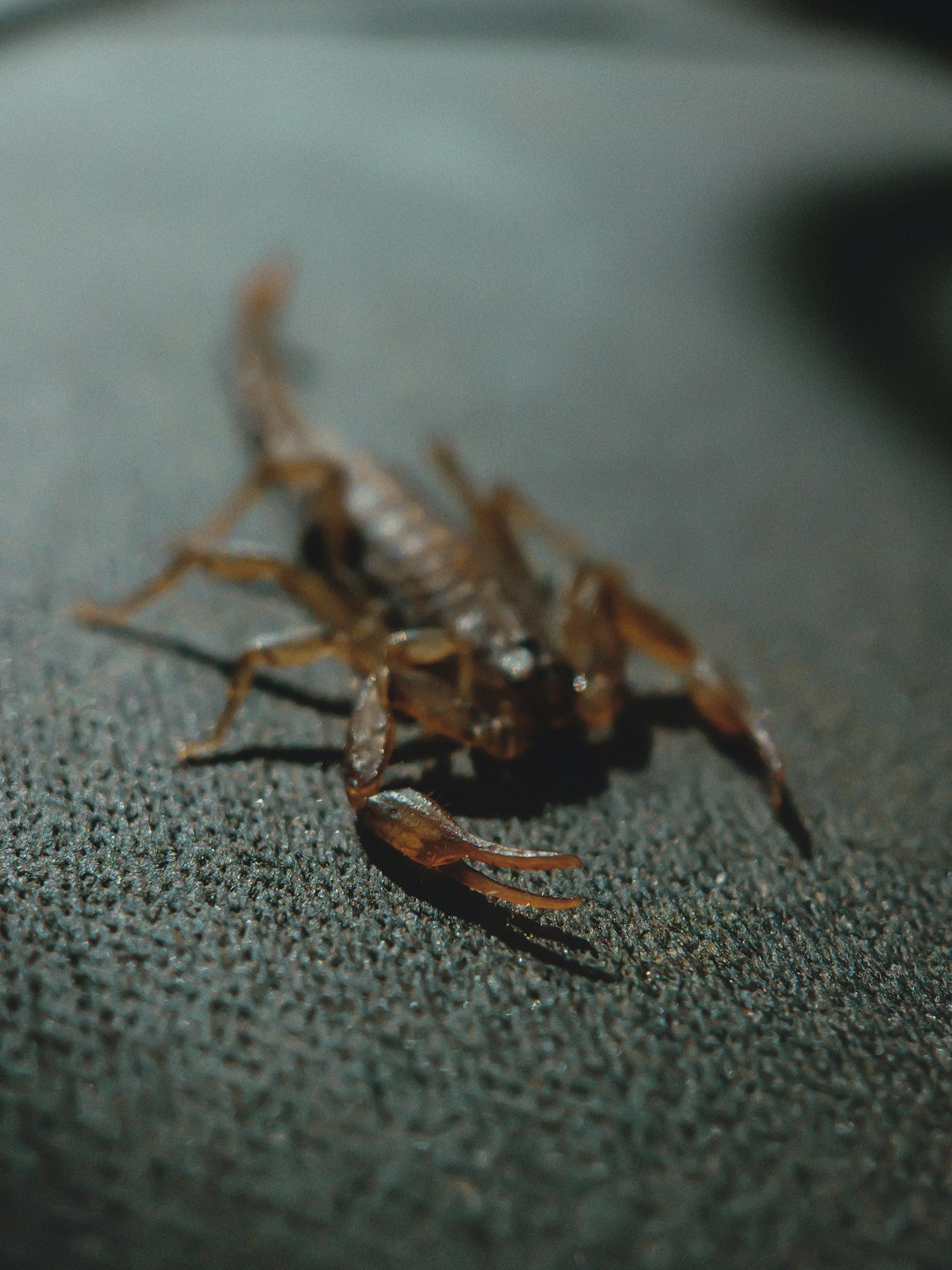 The Scorpion, Up Close: Venom, Armor, and Night Vision (Image Credits: Unsplash)