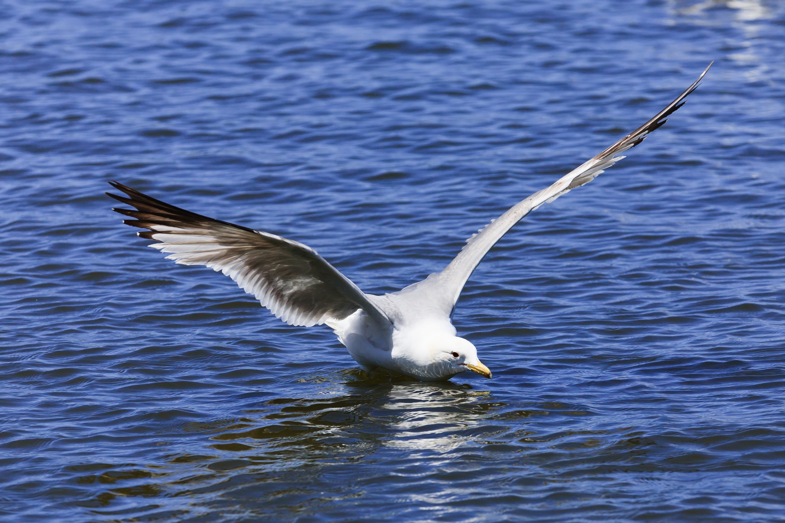 Air: Masters of Lift and Distance (Image Credits: Wikimedia)