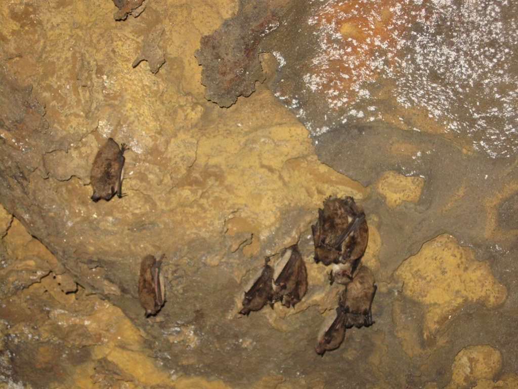 Oklahoma's Most Spectacular Mine-Roosting Colonies (Image Credits: Flickr)