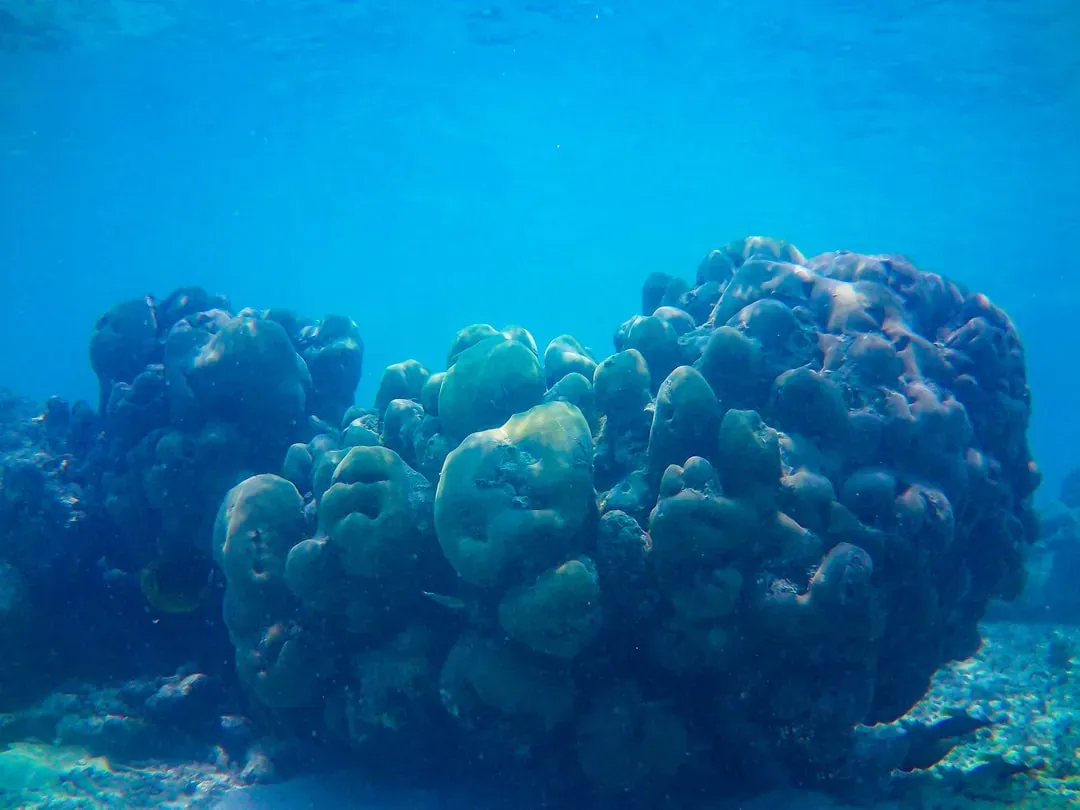 Origins of Life on Earth (Image Credits: Unsplash)