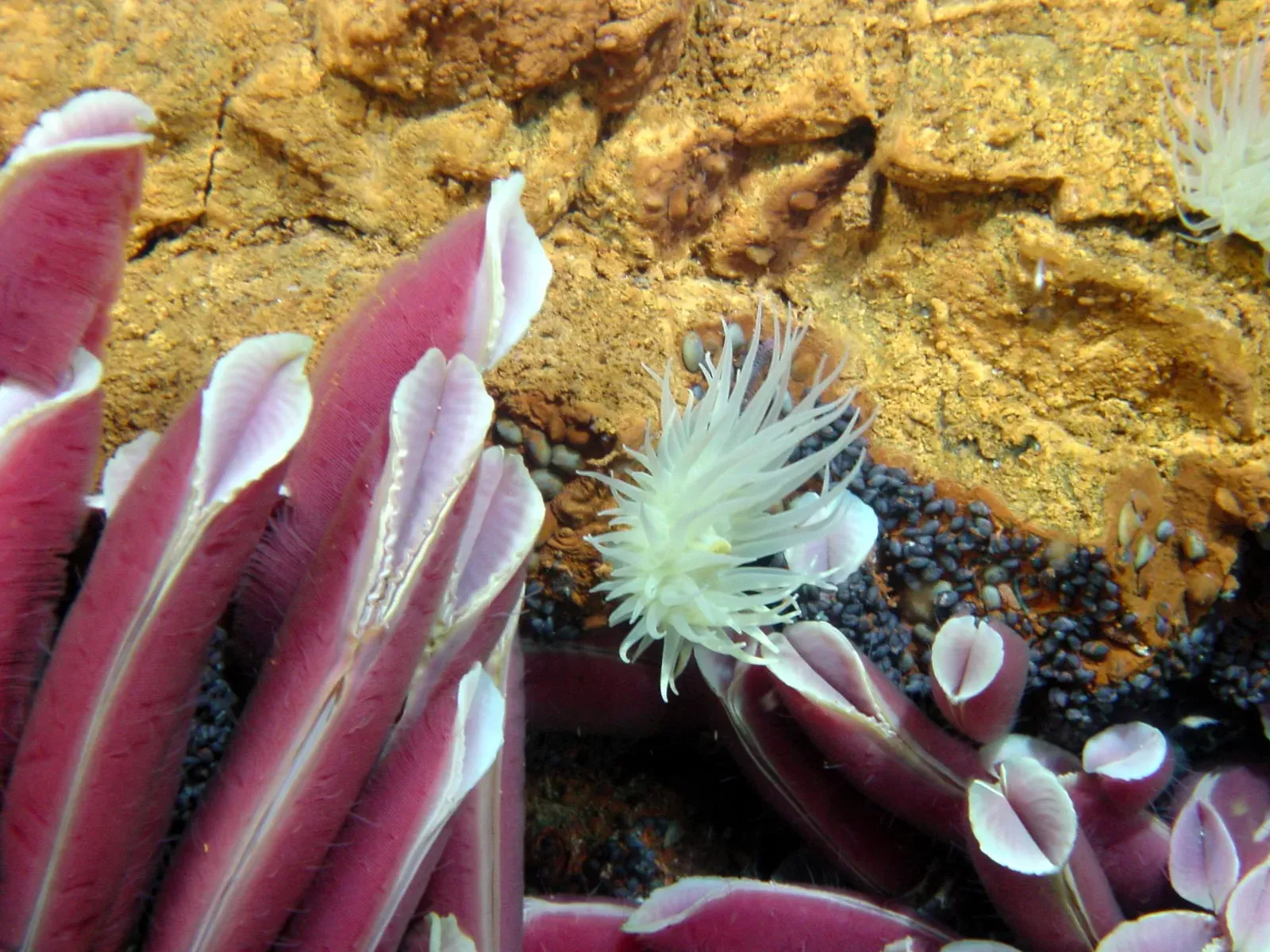 10. The Giant Tubeworm of the Deep Trenches: Life at 30,000 Feet (Image Credits: Wikimedia)