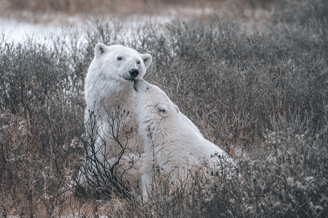 Life on Earth Adapts But Faces New Challenges (Image Credits: Unsplash)