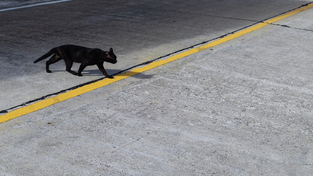 Black Cats: When Practical Safety Became Supernatural Fear (Image Credits: Unsplash)