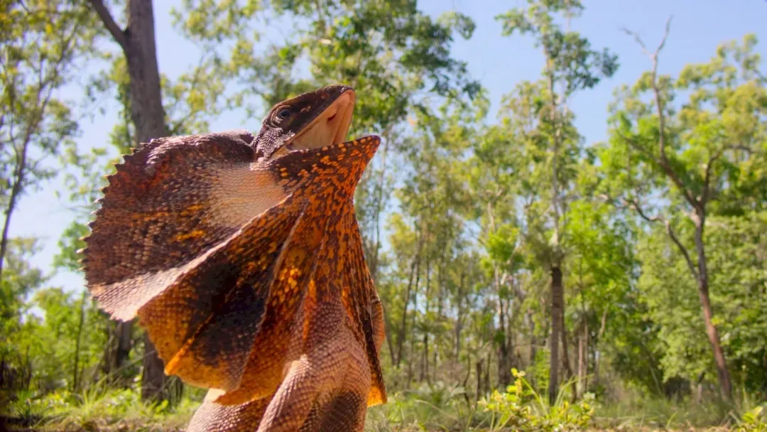 Aquarius – The Eccentric Frilled Lizard (Image Credits: Unsplash)