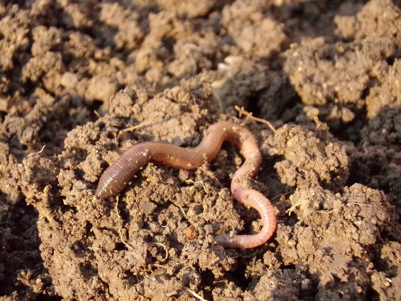 5. Earthworms And Soil Creatures Building Fertile Ground (Image Credits: Pixabay)