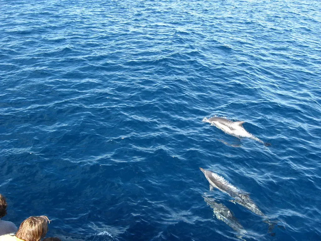 #6 - True Echolocation as a Spatial Sense (Ken Lund, Flickr, CC BY-SA 2.0)