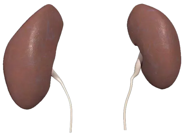 The Kidneys Quietly Fall Behind on Their Cleanup Job (By Madhero88, Public domain)