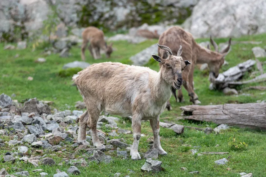 11. Goats Can Help Restore Landscapes And Prevent Wildfires (Image Credits: Flickr)
