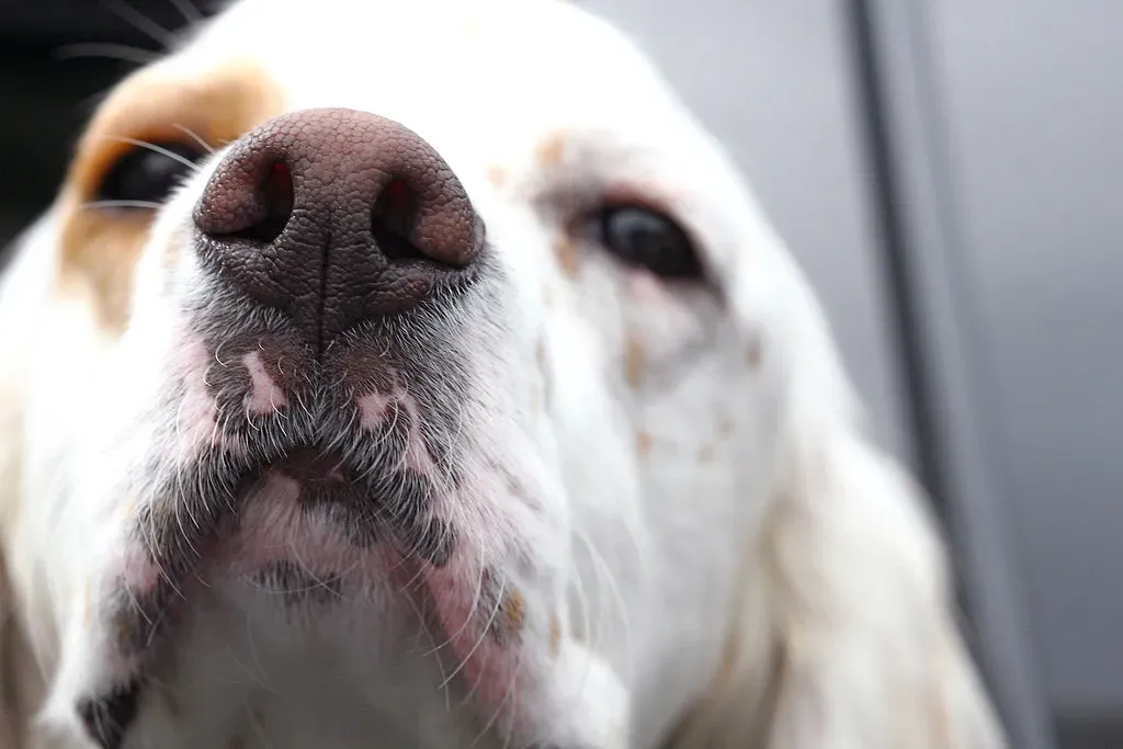 #11 - The CO₂ Shift That Warns Your Dog Before Your Smoke Alarm Does (Muffet, Flickr, CC BY 2.0)