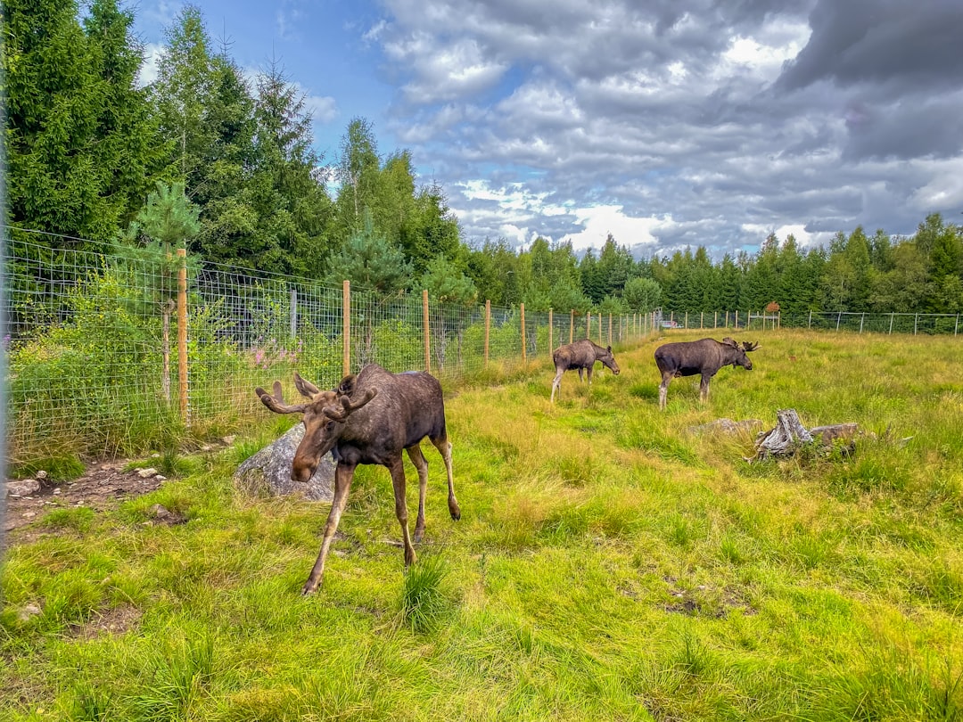 Why It Matters: The Moose–Forest Feedback and the Human Thread (Image Credits: Unsplash)