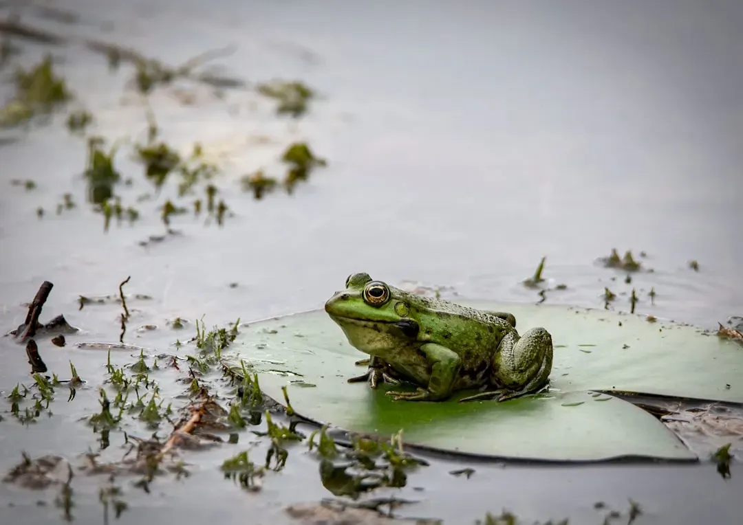 #3 - Toads And Frogs “Extinct” On Paper, Croaking In The Background (Image Credits: Unsplash)