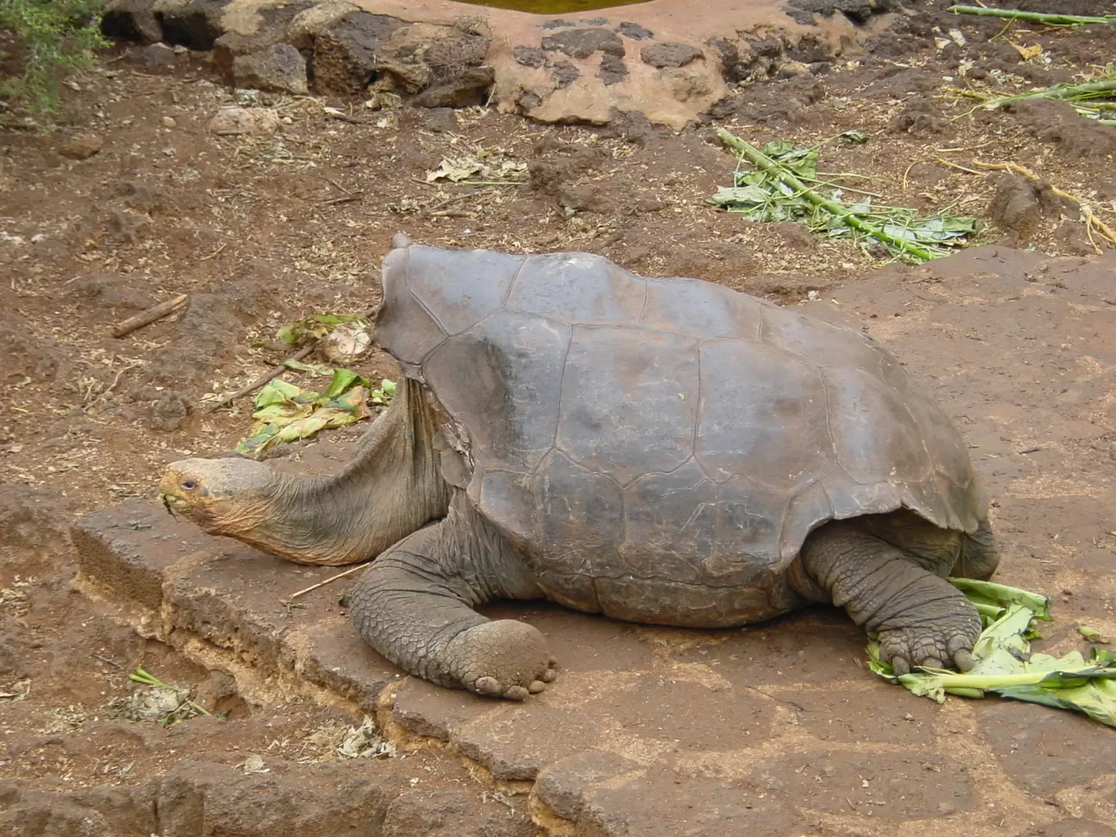 #9 - Pinta Island Tortoise (Relatives of "Lonesome George") (By ProfessorX, CC BY-SA 3.0)