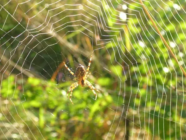 The Spinning Process: From Liquid to Solid in Milliseconds (Image Credits: Wikimedia)